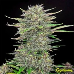 Mimosa - Granel Premium Semillas de Marihuana a Granel