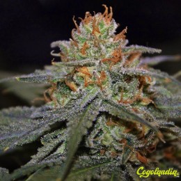 Gelato a granel 100 % Feminizada Semillas de Marihuana a Granel