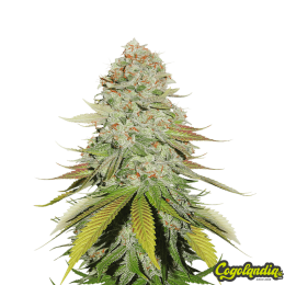 Gorilla a Granel 100 % Feminizada Semillas de Marihuana a Granel