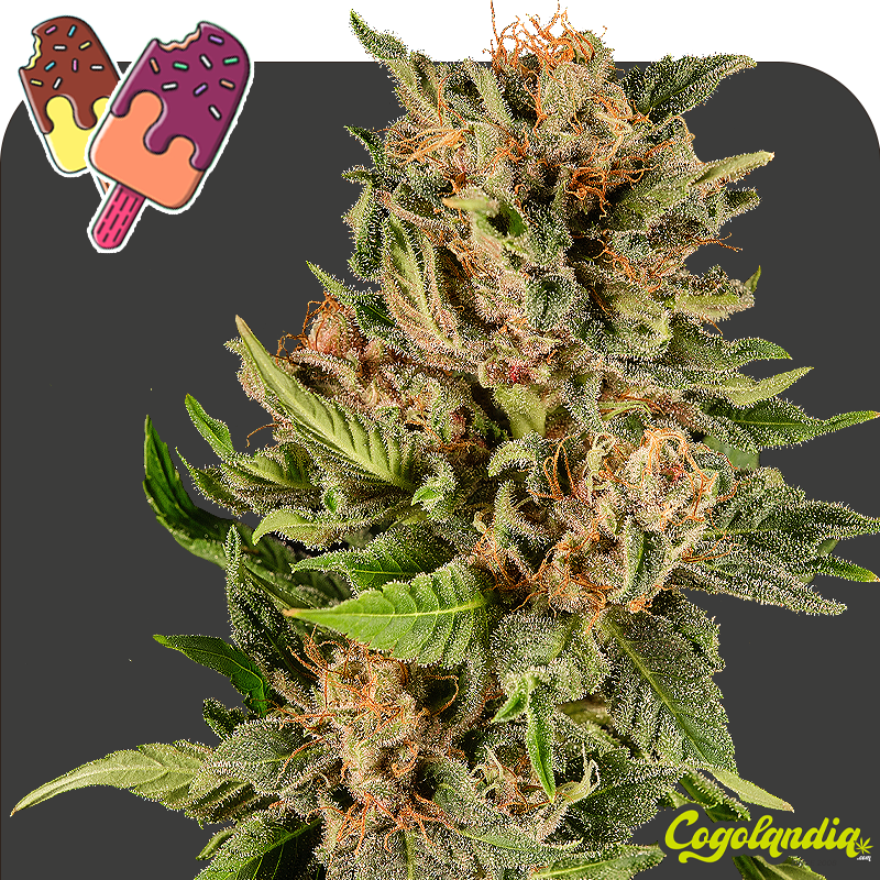 Gelato a granel 100 % Feminizada Semillas de Marihuana a Granel Gelato a granel 100 % Feminizada Semillas de Marihuana a Granel