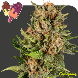 Gelato a granel 100 % Feminizada Semillas de Marihuana a Granel