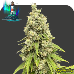 Northern Light a granel 100% feminizada Semillas de Marihuana a