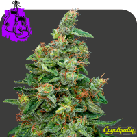 Purple Punch a granel 100% feminizada