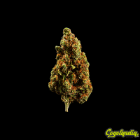 La Matanza de Orfeo con Albert Bonet 5g - Efecto CBD