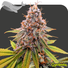 Moby Dick a granel 100% feminizada Moby Dick a granel 100% feminizada