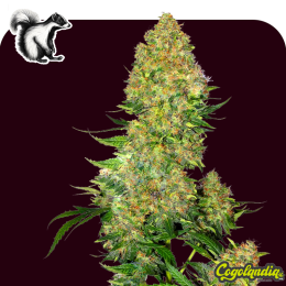 Skunk Auto a Granel Semillas a 1€