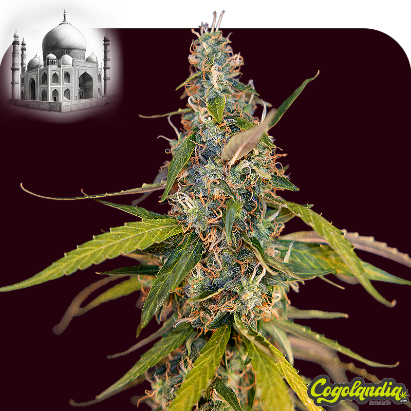 Mazar Auto a granel Semillas de Marihuana a Granel Mazar Auto a granel Semillas de Marihuana a Granel