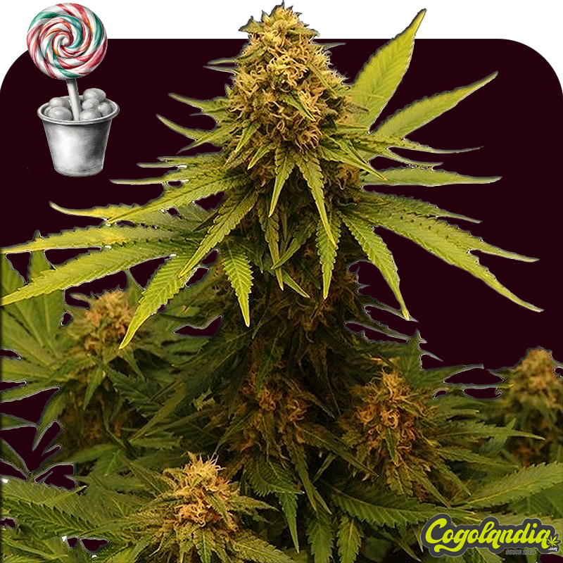Caramel Auto a granel Semillas de Marihuana a Granel Caramel Auto a granel Semillas de Marihuana a Granel