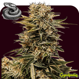 Mamba Negra Auto a granel Semillas de Marihuana a Granel