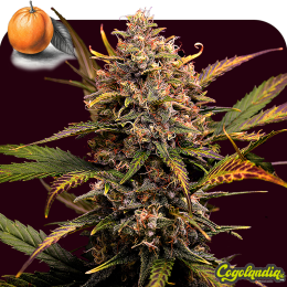 Mandarine XL Auto a granel Semillas de Marihuana a Granel