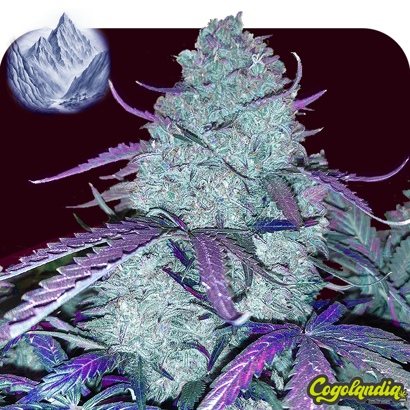 Blue Kush XXL Auto a granel Semillas de Marihuana a Granel Blue Kush XXL Auto a granel Semillas de Marihuana a Granel