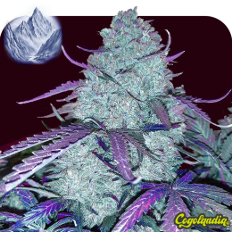 Blue Kush XXL Auto a granel Semillas de Marihuana a Granel