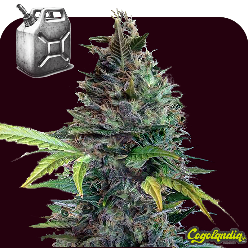 Diesel XXL Auto a granel Semillas de Marihuana a Granel Diesel XXL Auto a granel Semillas de Marihuana a Granel