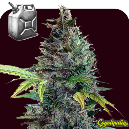 Diesel XXL Auto a granel Semillas de Marihuana a Granel
