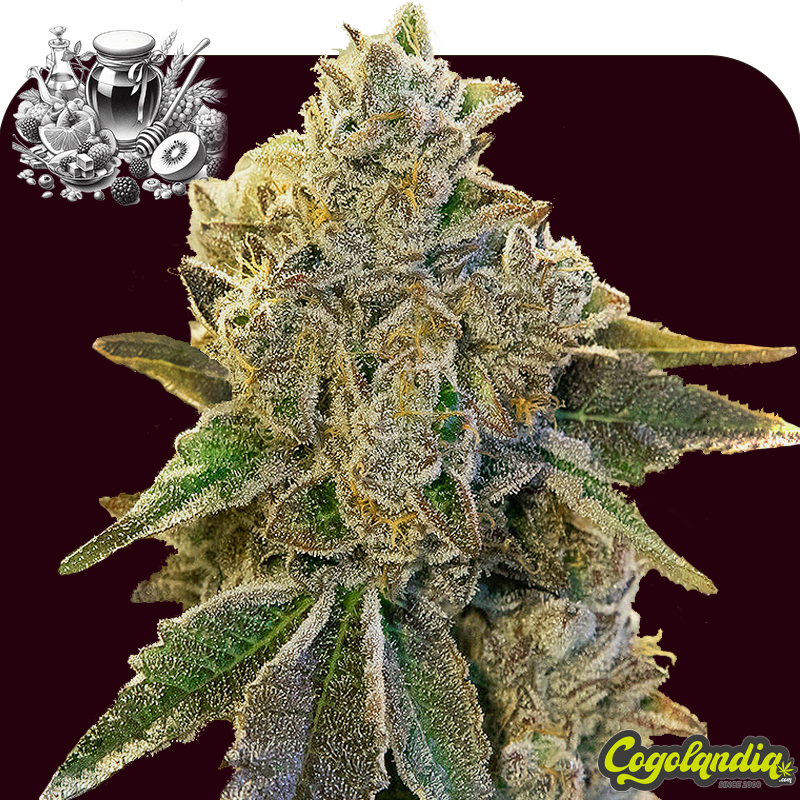 Syrup XXL Auto a granel Semillas de Marihuana a Granel Syrup XXL Auto a granel Semillas de Marihuana a Granel