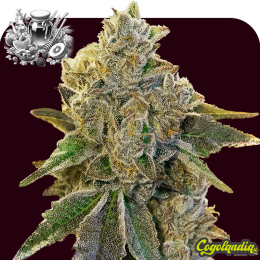 Syrup XXL Auto a granel Semillas de Marihuana a Granel