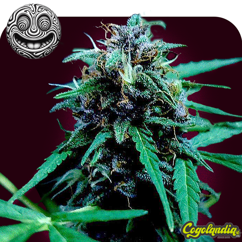 LSD Auto a Granel Semillas de Marihuana a Granel LSD Auto a Granel Semillas de Marihuana a Granel