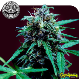 LSD Auto a Granel Semillas de Marihuana a Granel