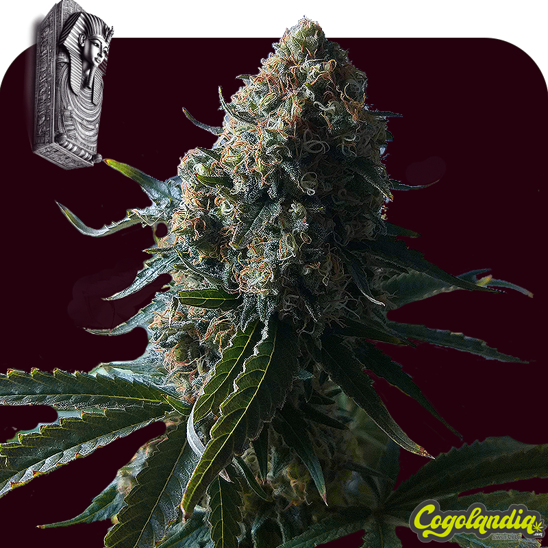 Tutankhamon Auto a Granel Semillas de Marihuana a Granel Tutankhamon Auto a Granel Semillas de Marihuana a Granel