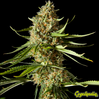 Amnesika 2.0 - Philosopher Seeds Semillas de marihuana