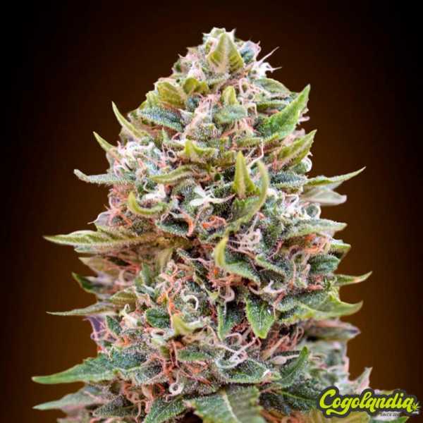 Auto Cheese Berry - 00 Seeds