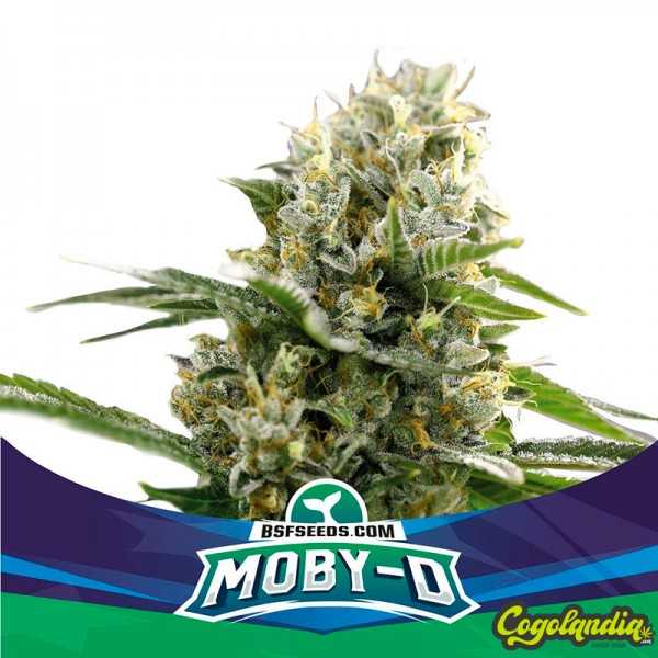 Moby-D XXL Auto - BSF Seeds