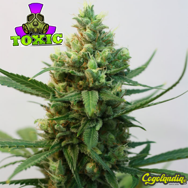 Toxic - Ripper Seeds