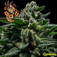 Do-G - Ripper Seeds Semillas Feminizadas