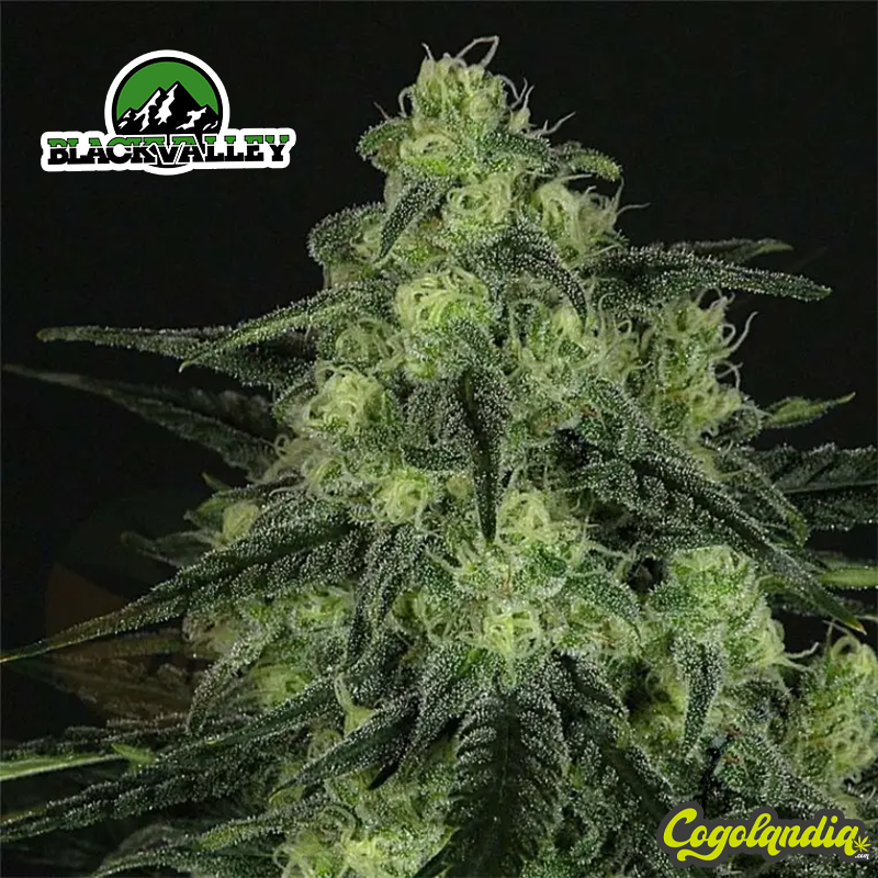 Black Valley - Ripper Seeds