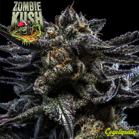 Zombie Kush - Ripper Seeds