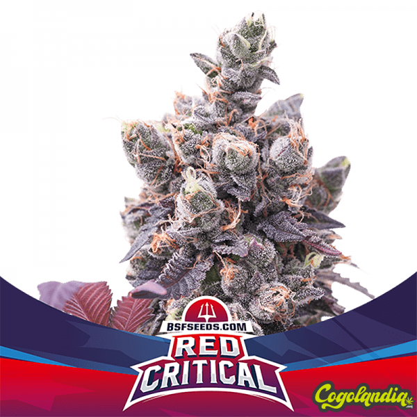Red Critical - BSF Seeds