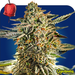 Apple Fritter - Granel Prémium Semillas de Marihuana a Granel