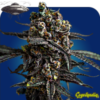 Miracle Alien Cookies M.A.C - Granel Prémium Semillas de