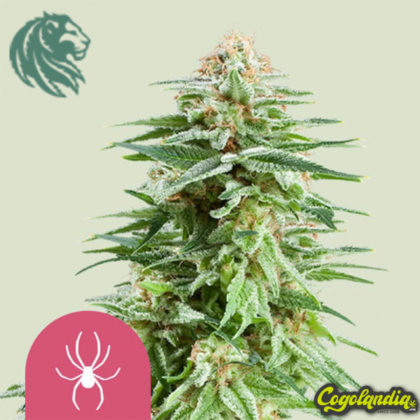 White Widow - Royal Queen Seeds