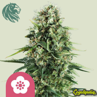Power Flower - Royal Queen Seeds