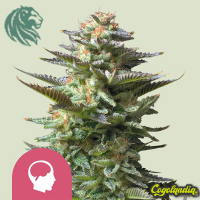 Amnesia Haze - Royal Queen Seeds