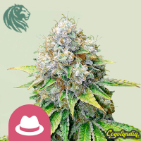 OG Kush - Royal Queen Seeds