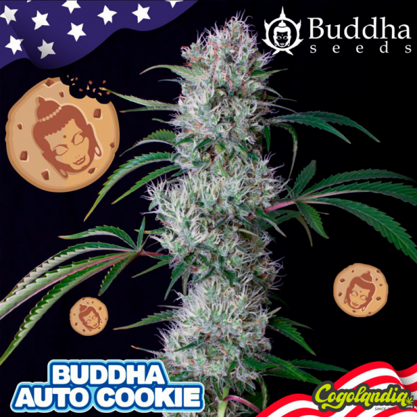 Buddha Auto Cookie - Buddha...