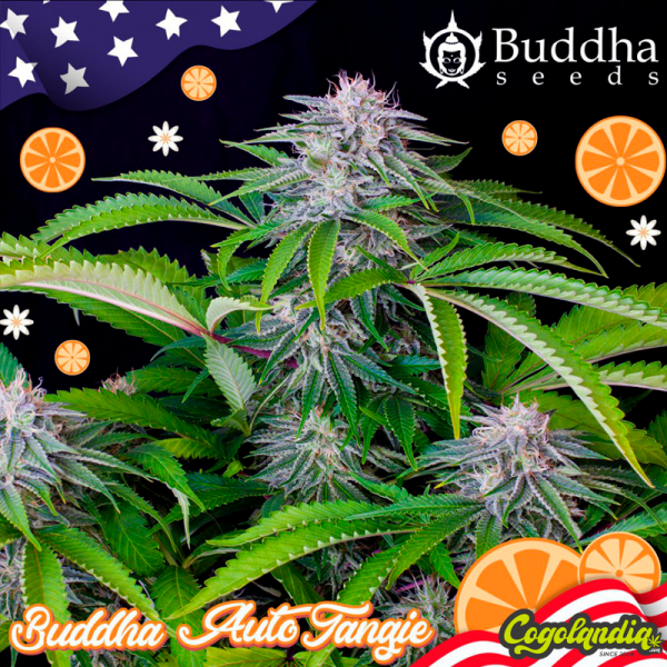 Buddha Auto Tangie - Buddha Seeds