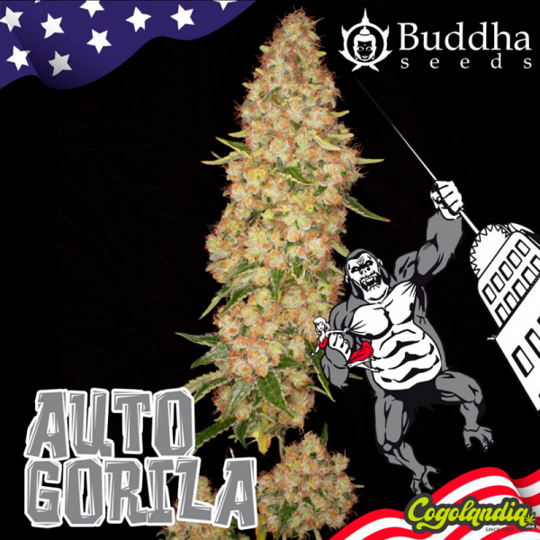 Auto Gorila - Buddha Seeds