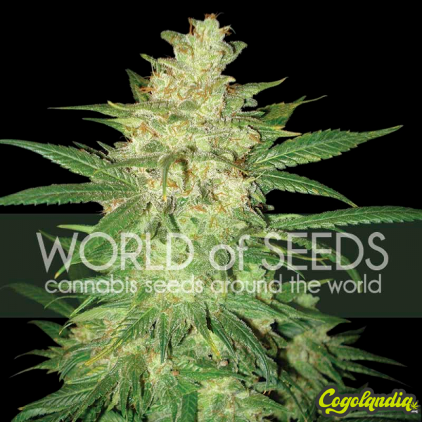 Colombian Gold Ryder Auto - World Of Seeds