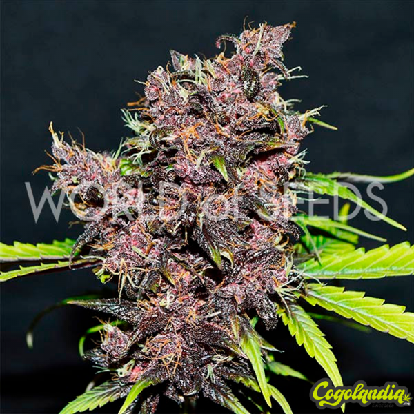 Puprle Afghan Ryder Auto - World Of Seeds