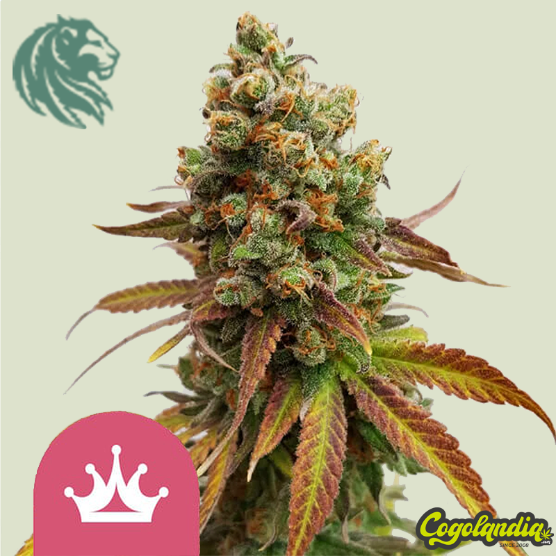 Special Queen 1 - Royal Queen Seeds