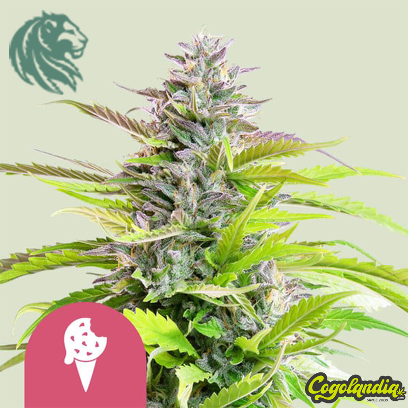 Cookies Gelato - Royal Queen Seeds