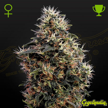 Sweet Mango auto