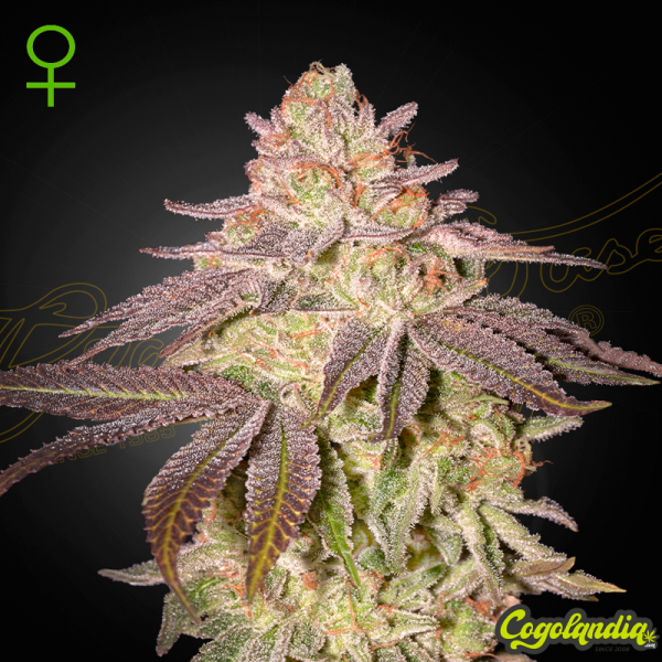 Black Toffee Auto - Green House Semillas autoflorecientes
