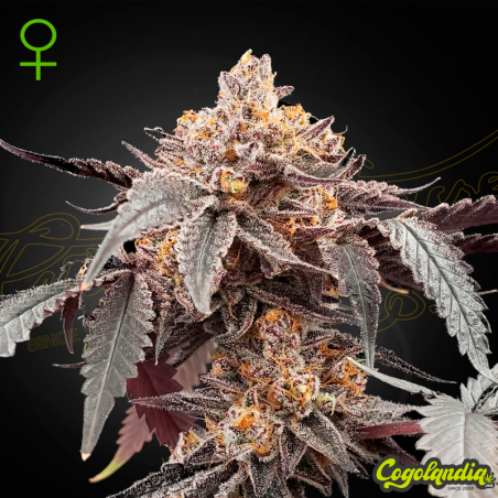 Guava X Gelato 41 Auto - Green House Seeds