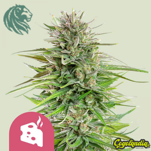 Blue Cheese - Royal Queen Seeds