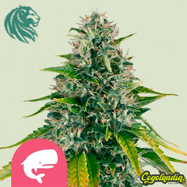 Royal Moby - Royal Queen Seeds