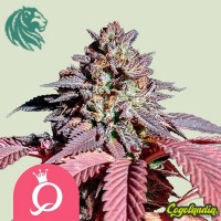 Purple Queen - Royal Queen Seeds